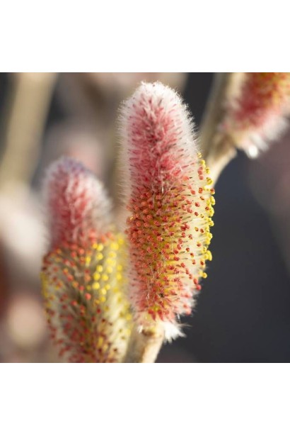 Верба тонкостовбурна Mount Aso поява золотистого суцвіття